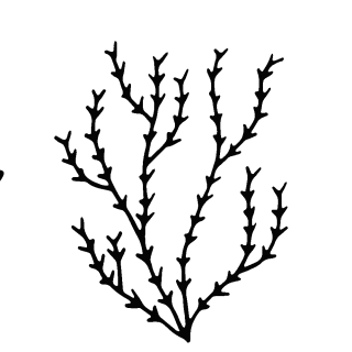 water plant silhouette