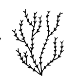 water plant silhouette