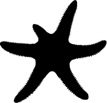a starfish