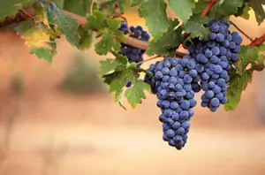 blue grapes on a vine